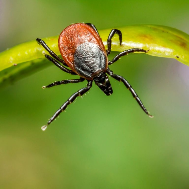 pexels-erik-karits-2093459-3757597